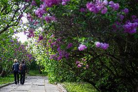 Lilacs bloom at Kyiv's Hryshko Botanical Garden