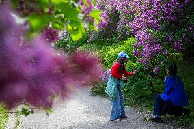 Lilacs bloom at Kyiv's Hryshko Botanical Garden