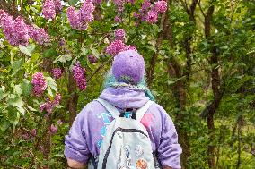 Lilacs bloom at Kyiv's Hryshko Botanical Garden