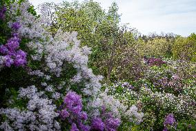 Lilacs bloom at Kyiv's Hryshko Botanical Garden