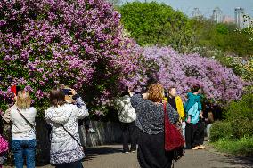 Lilacs bloom at Kyiv's Hryshko Botanical Garden