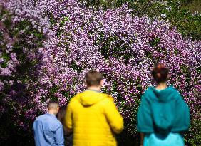 Lilacs bloom at Kyiv's Hryshko Botanical Garden