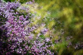Lilacs bloom at Kyiv's Hryshko Botanical Garden