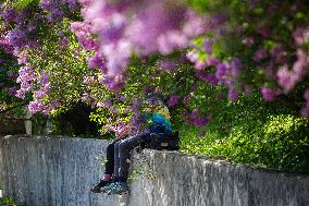 Lilacs bloom at Kyiv's Hryshko Botanical Garden