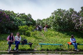 Lilacs bloom at Kyiv's Hryshko Botanical Garden