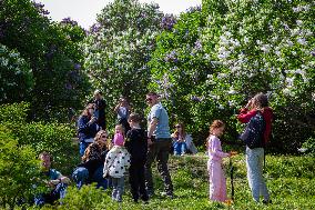 Lilacs bloom at Kyiv's Hryshko Botanical Garden