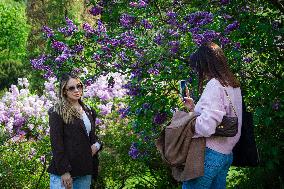 Lilacs bloom at Kyiv's Hryshko Botanical Garden