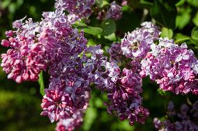 Lilacs bloom at Kyiv's Hryshko Botanical Garden