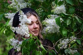 Lilacs bloom at Kyiv's Hryshko Botanical Garden