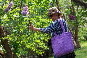 Lilacs bloom at Kyiv's Hryshko Botanical Garden