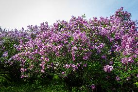 Lilacs bloom at Kyiv's Hryshko Botanical Garden