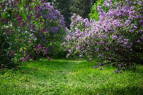 Lilacs bloom at Kyiv's Hryshko Botanical Garden