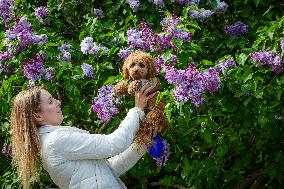 Lilacs bloom at Kyiv's Hryshko Botanical Garden