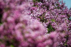 Lilacs bloom at Kyiv's Hryshko Botanical Garden