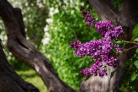 Lilacs bloom at Kyiv's Hryshko Botanical Garden
