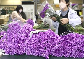 Blue carnations under shipment