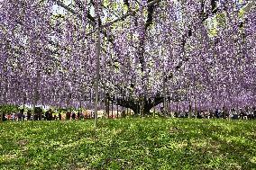 Wisteria flowers in eastern Japan