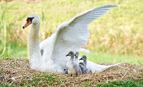 Swan Cubs