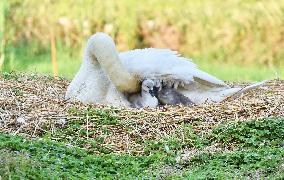 Swan Cubs