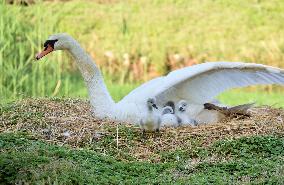 Swan Cubs