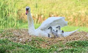 Swan Cubs