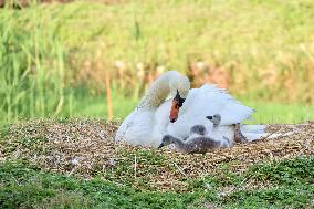 Swan Cubs