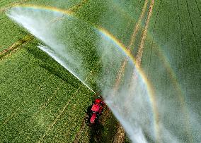 Irrigate Wheat