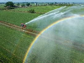 Irrigate Wheat