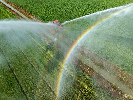 Irrigate Wheat