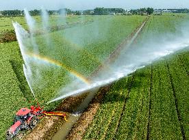 Irrigate Wheat