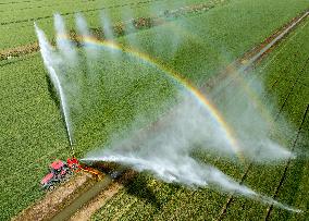 Irrigate Wheat