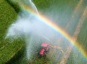 Irrigate Wheat