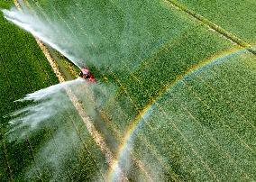 Irrigate Wheat