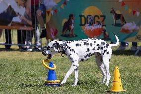 Dog Festival - Budapest