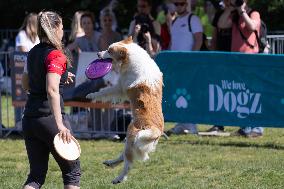 Dog Festival - Budapest
