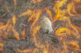 Carp Cultivation - Indonesia