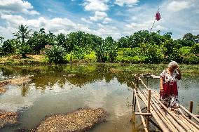 Carp Cultivation - Indonesia