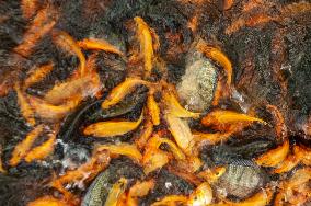 Carp Cultivation - Indonesia