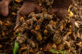 Curcuma Production - Indonesia