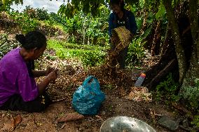 Curcuma Production - Indonesia