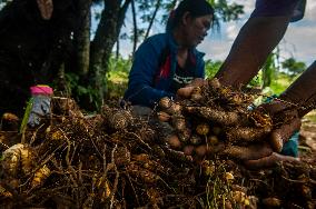 Curcuma Production - Indonesia