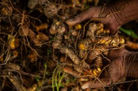 Curcuma Production - Indonesia