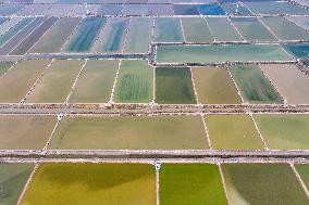 Xiangshui Salt Field in Yancheng