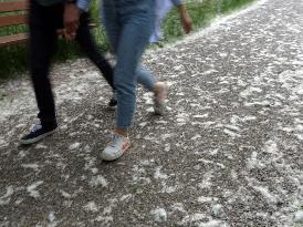 The Pollen Season Has Begun - Italy
