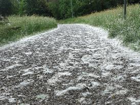 The Pollen Season Has Begun - Italy