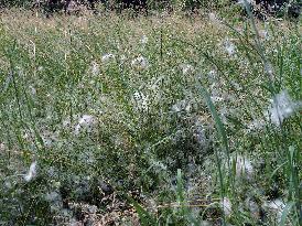 The Pollen Season Has Begun - Italy