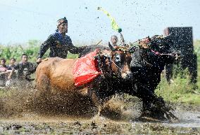 Probolinggo Bull Race - Indonesia