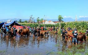 Probolinggo Bull Race - Indonesia