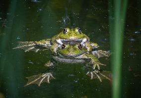 Green Frog Breeding Season - Paris