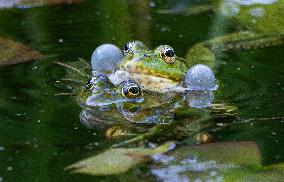 Green Frog Breeding Season - Paris